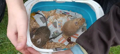 Návštěva hřiště a osmáci degu, 24. 4. 2024