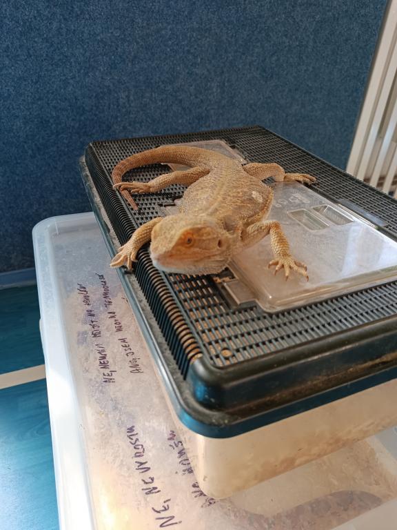 Beseda o exotických zvířatech, 24. 5. 2024