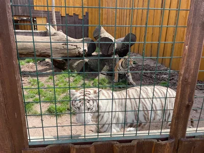 Chvojenec - ZOO kočkovitých šelem, Vys. Mýto - Muzeum karosářství, 17. 6. 2024
