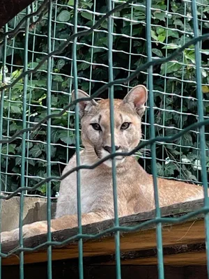 Chvojenec - ZOO kočkovitých šelem, Vys. Mýto - Muzeum karosářství, 17. 6. 2024