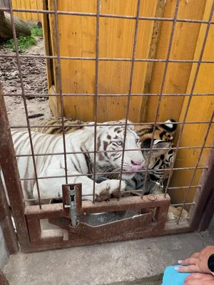 Chvojenec - ZOO kočkovitých šelem, Vys. Mýto - Muzeum karosářství, 17. 6. 2024