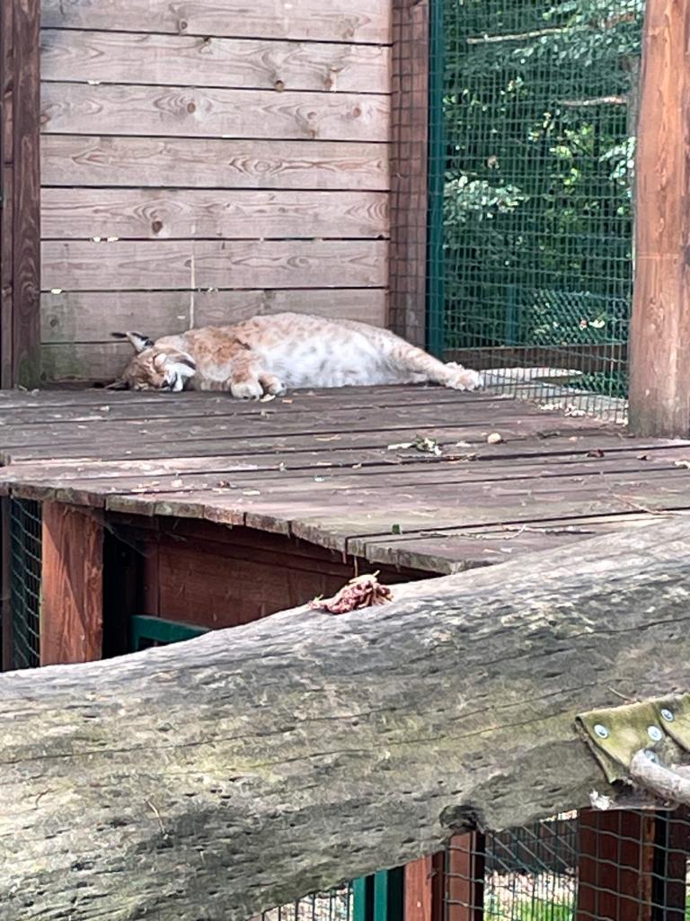 Chvojenec - ZOO kočkovitých šelem, Vys. Mýto - Muzeum karosářství, 17. 6. 2024