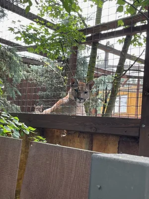 Chvojenec - ZOO kočkovitých šelem, Vys. Mýto - Muzeum karosářství, 17. 6. 2024