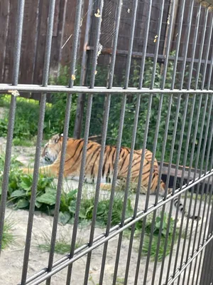Chvojenec - ZOO kočkovitých šelem, Vys. Mýto - Muzeum karosářství, 17. 6. 2024