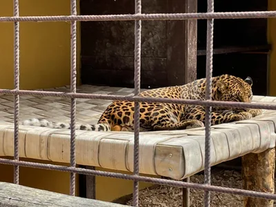 Chvojenec - ZOO kočkovitých šelem, Vys. Mýto - Muzeum karosářství, 17. 6. 2024