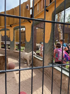 Chvojenec - ZOO kočkovitých šelem, Vys. Mýto - Muzeum karosářství, 17. 6. 2024