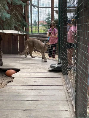 Chvojenec - ZOO kočkovitých šelem, Vys. Mýto - Muzeum karosářství, 17. 6. 2024
