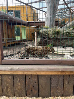Chvojenec - ZOO kočkovitých šelem, Vys. Mýto - Muzeum karosářství, 17. 6. 2024