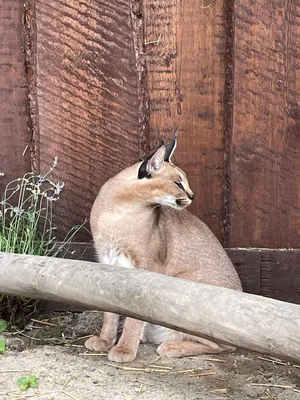 Chvojenec - ZOO kočkovitých šelem, Vys. Mýto - Muzeum karosářství, 17. 6. 2024
