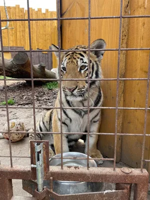 Chvojenec - ZOO kočkovitých šelem, Vys. Mýto - Muzeum karosářství, 17. 6. 2024
