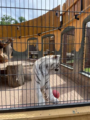 Chvojenec - ZOO kočkovitých šelem, Vys. Mýto - Muzeum karosářství, 17. 6. 2024