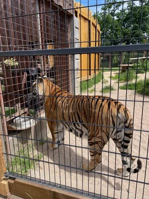 Chvojenec - ZOO kočkovitých šelem, Vys. Mýto - Muzeum karosářství, 17. 6. 2024