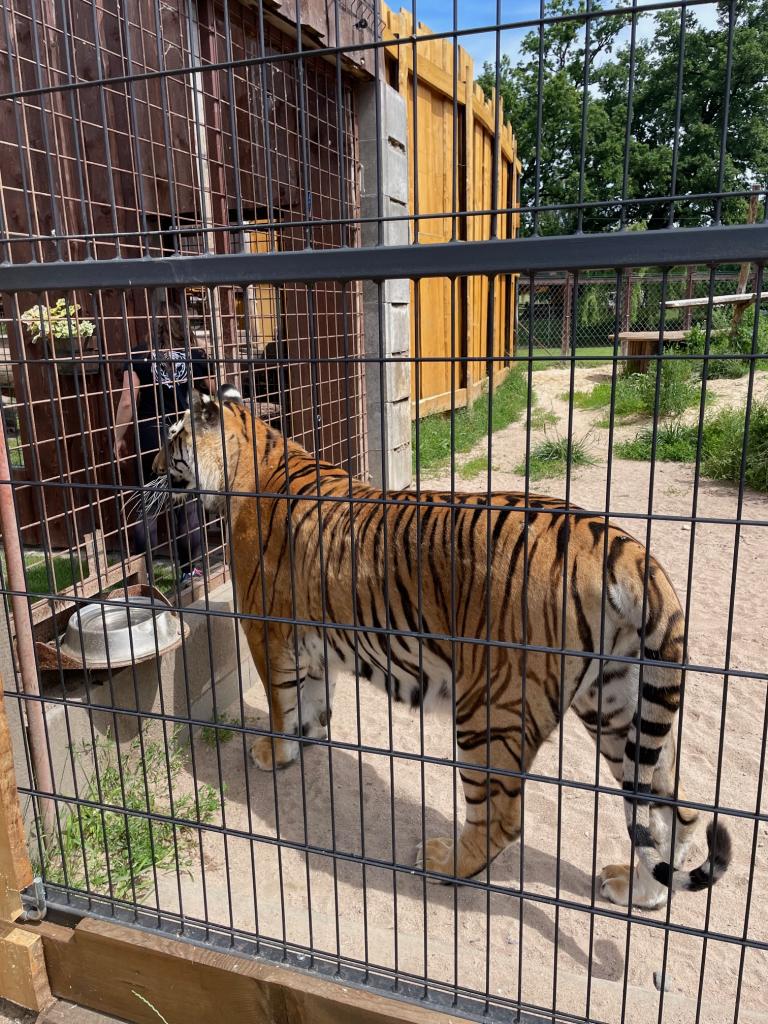 Chvojenec - ZOO kočkovitých šelem, Vys. Mýto - Muzeum karosářství, 17. 6. 2024