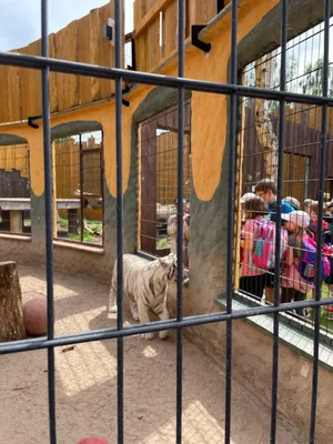 Chvojenec - ZOO kočkovitých šelem, Vys. Mýto - Muzeum karosářství, 17. 6. 2024