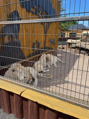 Chvojenec - ZOO kočkovitých šelem, Vys. Mýto - Muzeum karosářství, 17. 6. 2024