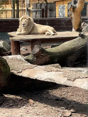 Chvojenec - ZOO kočkovitých šelem, Vys. Mýto - Muzeum karosářství, 17. 6. 2024