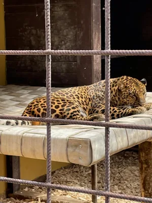 Chvojenec - ZOO kočkovitých šelem, Vys. Mýto - Muzeum karosářství, 17. 6. 2024