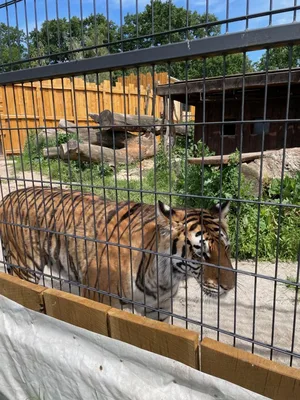 Chvojenec - ZOO kočkovitých šelem, Vys. Mýto - Muzeum karosářství, 17. 6. 2024