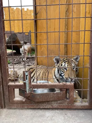 Chvojenec - ZOO kočkovitých šelem, Vys. Mýto - Muzeum karosářství, 17. 6. 2024
