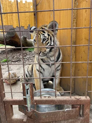 Chvojenec - ZOO kočkovitých šelem, Vys. Mýto - Muzeum karosářství, 17. 6. 2024