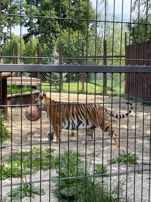 Chvojenec - ZOO kočkovitých šelem, Vys. Mýto - Muzeum karosářství, 17. 6. 2024
