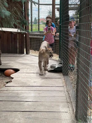 Chvojenec - ZOO kočkovitých šelem, Vys. Mýto - Muzeum karosářství, 17. 6. 2024