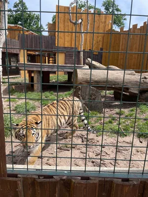 Chvojenec - ZOO kočkovitých šelem, Vys. Mýto - Muzeum karosářství, 17. 6. 2024