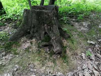 Školní výlet do Slatiňan - Kočičí hrádek, 17. 6. 2024