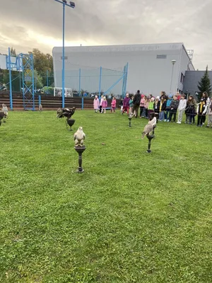 Letové ukázky s dravci, 11. 10. 2024