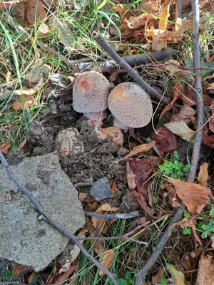 Osmý týden ve školní družině, 25. 10. 2024