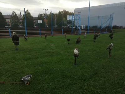 Výukový program Dravci, 11. 10. 2024