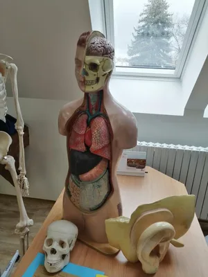 Celoškolní projekt Máme rádi zvířata, 31. 3. 2025