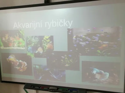 Celoškolní projekt Máme rádi zvířata, 31. 3. 2025