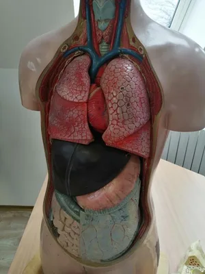 Celoškolní projekt Máme rádi zvířata, 31. 3. 2025