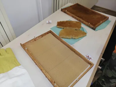 Celoškolní projekt Máme rádi zvířata, 31. 3. 2025