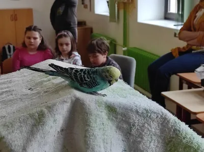Projekt Máme rádi zvířata, 31. 3. 2025