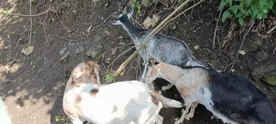 Krásný výlet na hrad Košumberk, 23. 5. 2025