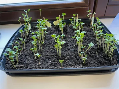 Ředkvičky - den za dnem, 2. 5. 2025