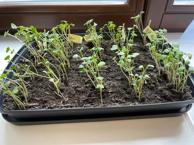 Ředkvičky - den za dnem, 2. 5. 2025