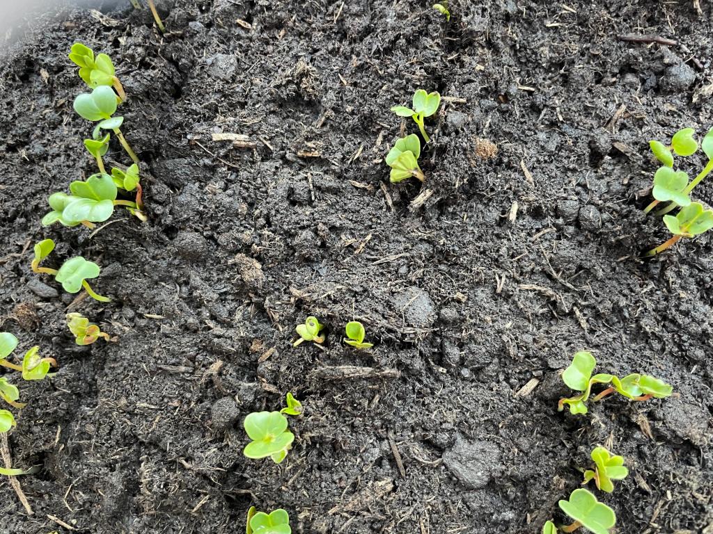 Ředkvičky - den za dnem, 2. 5. 2025