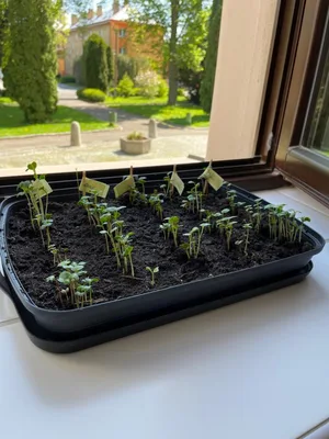 Ředkvičky - den za dnem, 2. 5. 2025