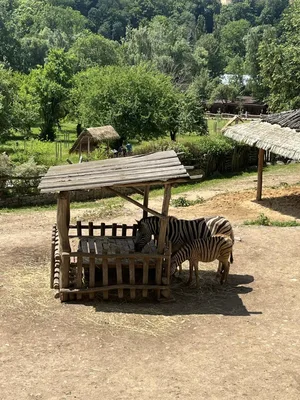 Výlet na golf a do ZOO Jihlavy, 24. 6. 2025