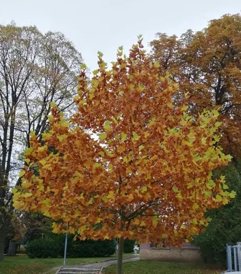 Osmý týden v 1. třídě, 24. 10. 2025