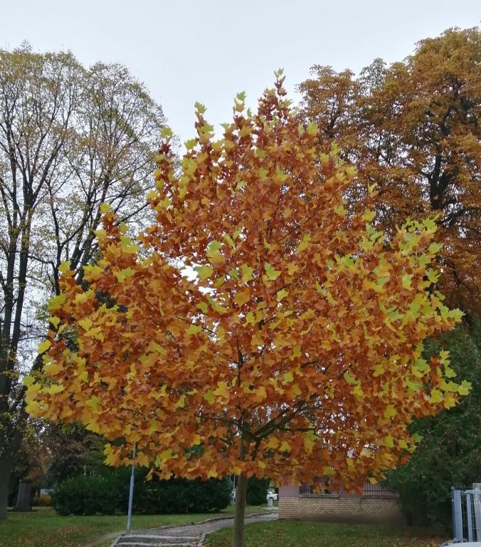 Osmý týden v 1. třídě, 24. 10. 2025