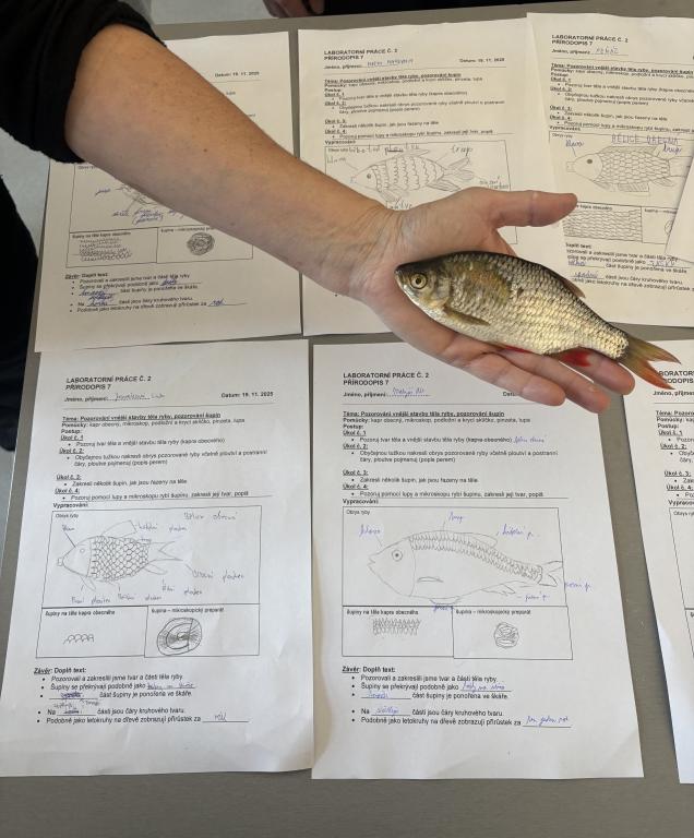 Přírodopis: Herbáře rostlin, digitální herbáře. Laboratorní práce - vnější stavba těla ryb, 19. 11. 2025