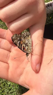 Chov motýlů ve školní družině., 23. 5. 2026