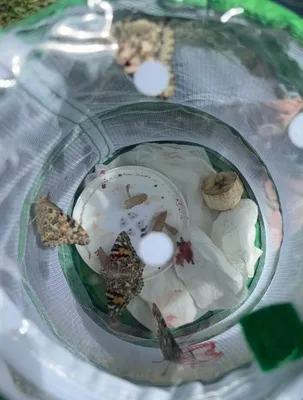 Chov motýlů ve školní družině., 23. 5. 2026