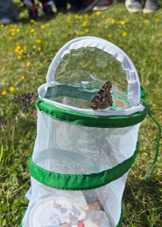 Chov motýlů ve školní družině., 23. 5. 2026
