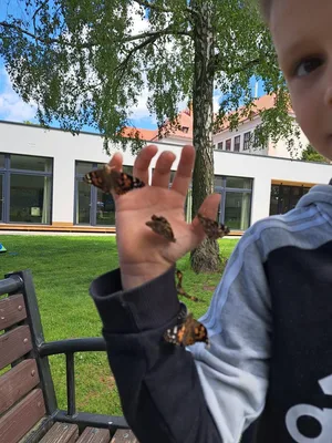 Chov motýlů ve školní družině., 23. 5. 2026