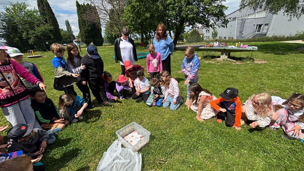 Chov motýlů ve školní družině., 23. 5. 2026